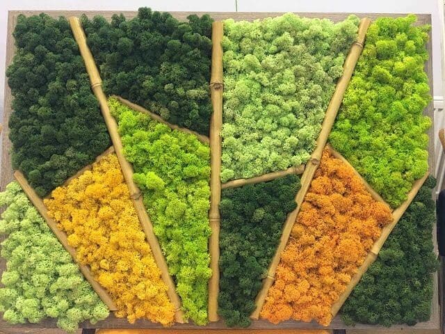 Картина из мха с бамбуком